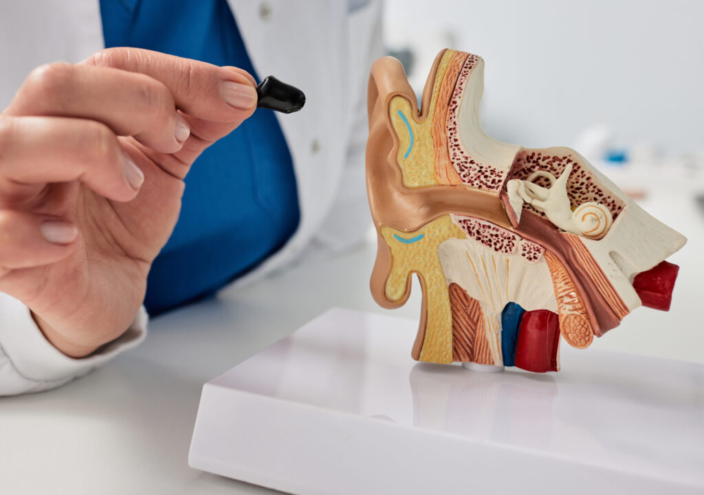 An einem Ohrmodell wird ein kleines Hörgerät und die Anatomie des Gehörs gezeigt